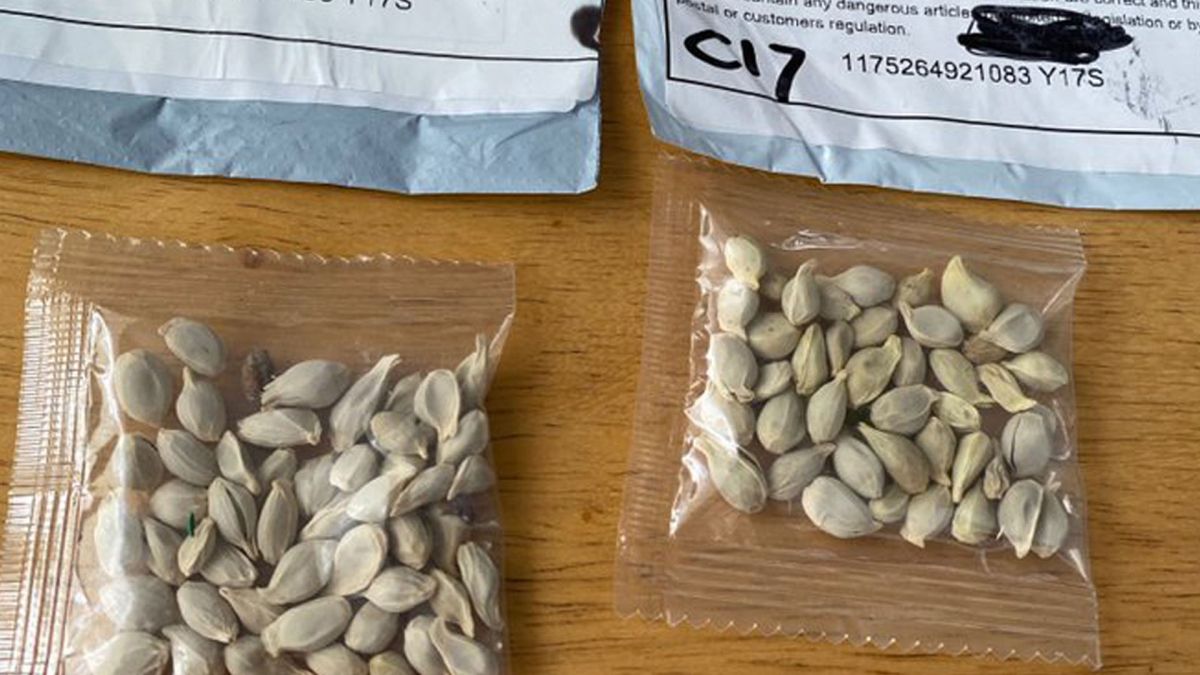 بذور صينية على أمازون.. آفة زراعية وخطر محتمل