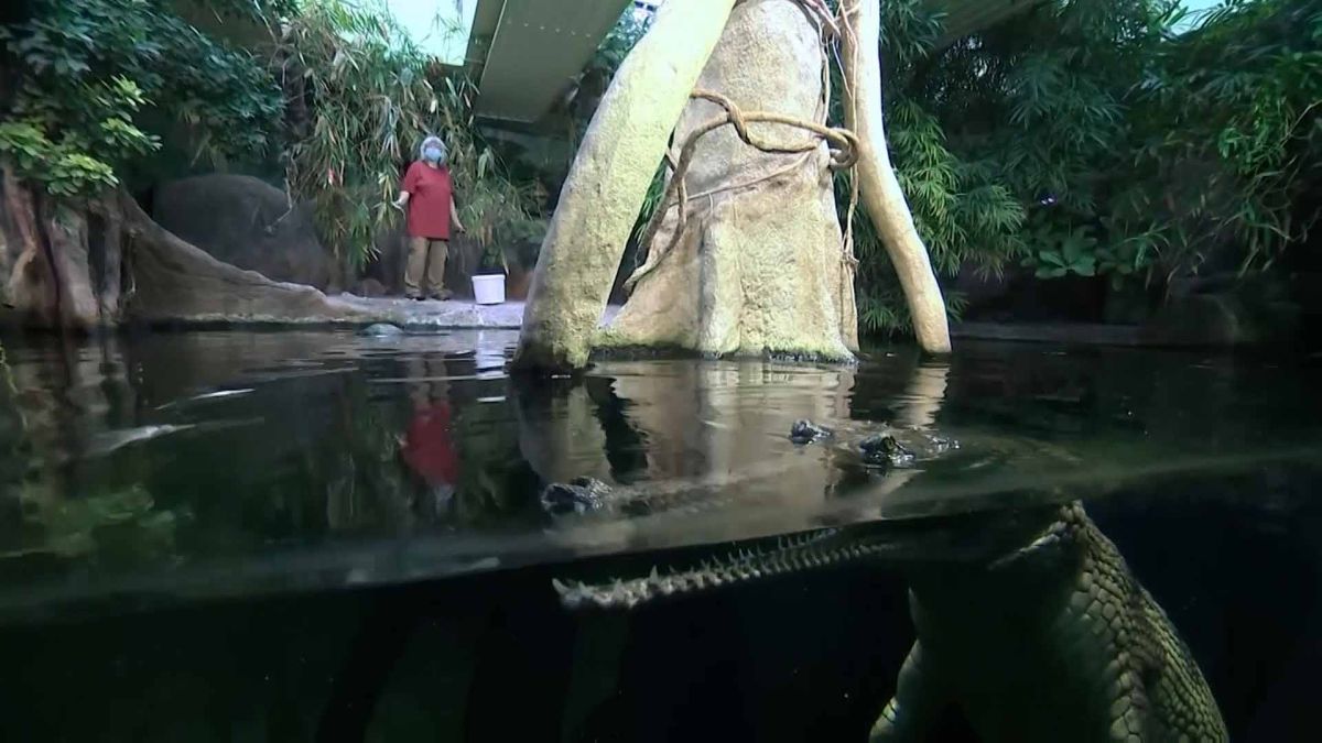 حديقة الحيوان ببراغ تطلق حملة تبرعات لإطعام الحيوانات