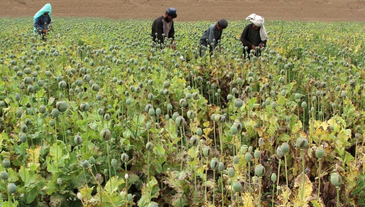 هل تصبح أفغانستان النقطة الساخنة لانتاج الميثامفيتامين بعد الأفيون؟