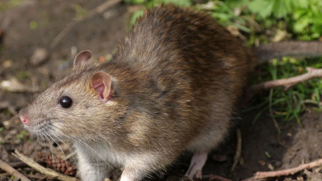 فأر يتسبب باندلاع نزاع مسلح في مدينة عراقية