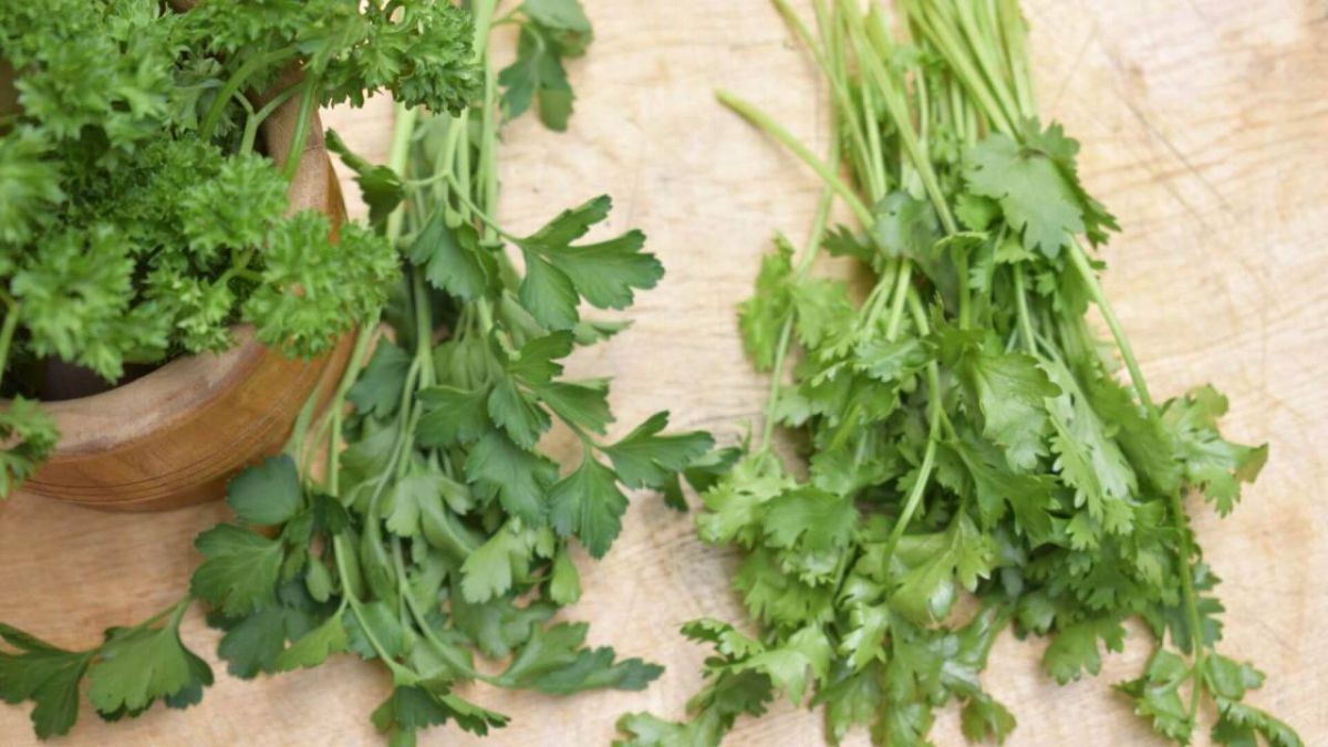 كل ما تحتاج لمعرفته عن الفرق بين الكزبرة والبقدونس