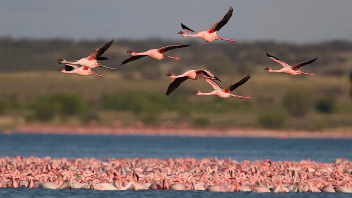 كيف تتنبأ الحيوانات بالطقس وتخطط لرحلاتها