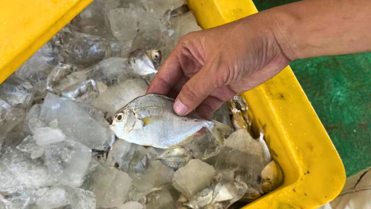بعد إنتاجه في إندونيسيا.. ما هو حليب السمك وهل يعد بديلا صحيا لحليب الأبقار؟